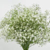 07926d__gypsophila_excellence.jpg