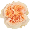 65e7431fbee74e83351e9895_tip20top.png