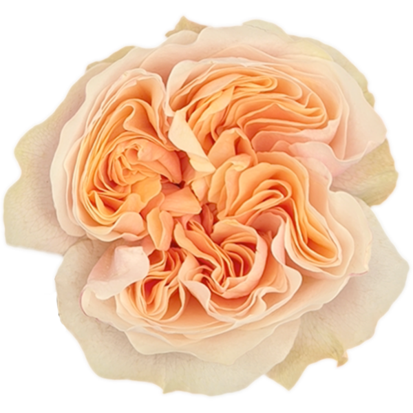 65e7431fbee74e83351e9895_tip20top.png