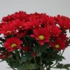 8713782571973SF9541676.jpg