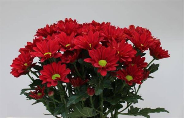 8713782571973SF9541676.jpg