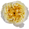FOTOS-WEB-11.png