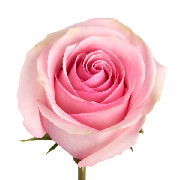 Rose-Lorraine-Single-2.jpg