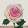rose-lorraine-800×800.jpg