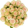 0-trcremerosa-whitney-50cm_Ph.JPG