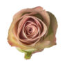 0001796_rose-upper-secret_510.jpeg