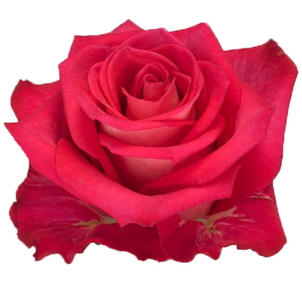 0001797_rose-orchestra.jpeg
