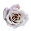 0001799_rose-menta_510.jpeg