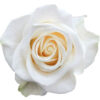 0022254_rose-vendela_510.jpeg