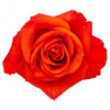 0024880_rose-patz.jpeg