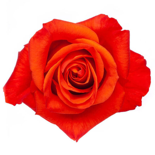 0024880_rose-patz.jpeg