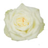 0031411_rose-garden-juwena.jpeg