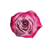 08-DEEP-PURPLE.png