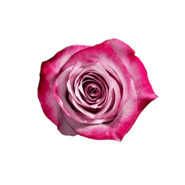 08-DEEP-PURPLE.png
