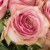 1-rose-rosa-pink-wave-50cm_lq_original.jpg