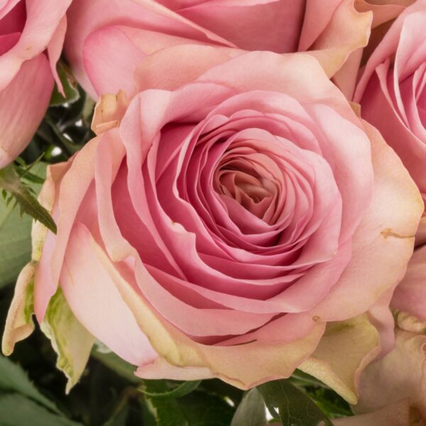 1-rose-rosa-pink-wave-50cm_lq_original.jpg