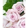 177335_1-1100×1100.webp