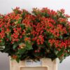 191015-hypericum-coco-rio.jpg