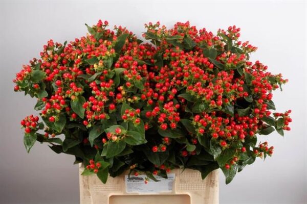 191015-hypericum-coco-rio.jpg