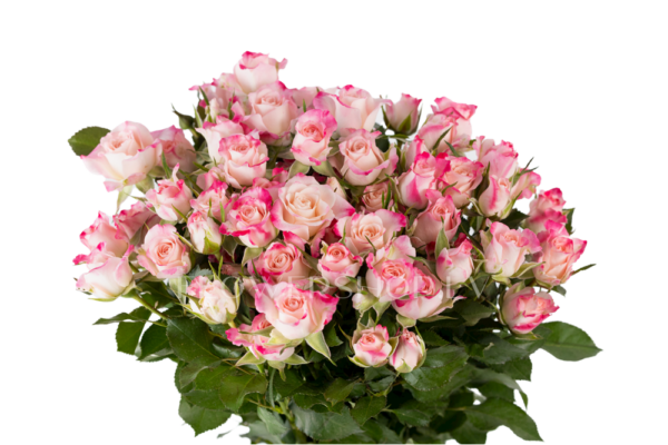 4K6A2777-1000×667.png