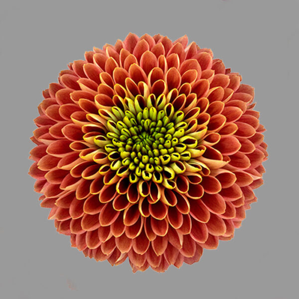4f310f.jpg