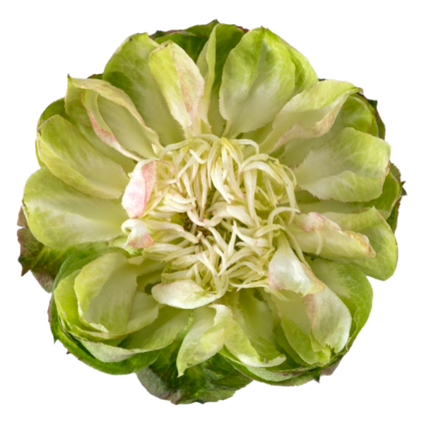 64f5daa84006834d4d001f06_Veggie201.png