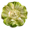 64f5daa84006834d4d001f06_Veggie201.png