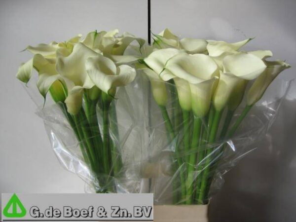 8713782509501AAAALMWIR5PCW.jpg