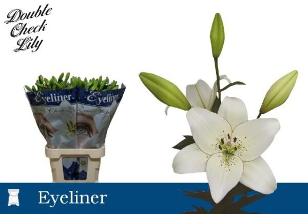 8713782513652210121X061535.jpg