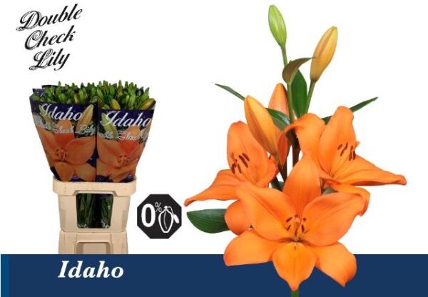 8713782513652IDAHO2.jpg