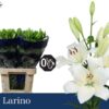 8713782513652LARINO.jpg
