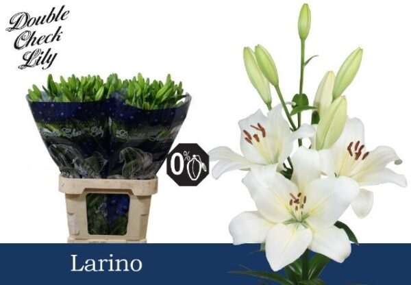 8713782513652LARINO.jpg