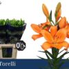 8713782513652TORELLI.jpg