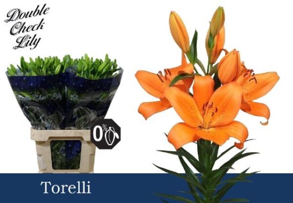 8713782513652TORELLI.jpg