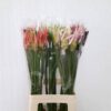 8713782520438SF9626403.jpg