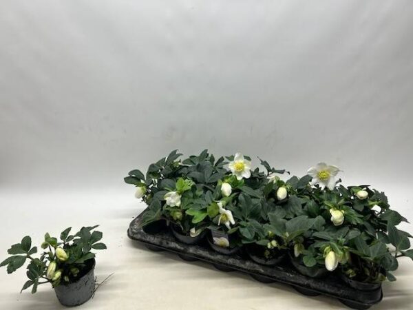 8713782536286SF9863537.jpg