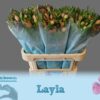 8713782546537LAYLA75.jpg