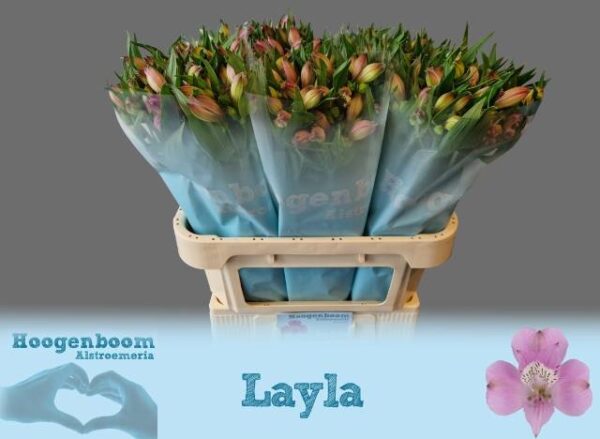 8713782546537LAYLA75.jpg