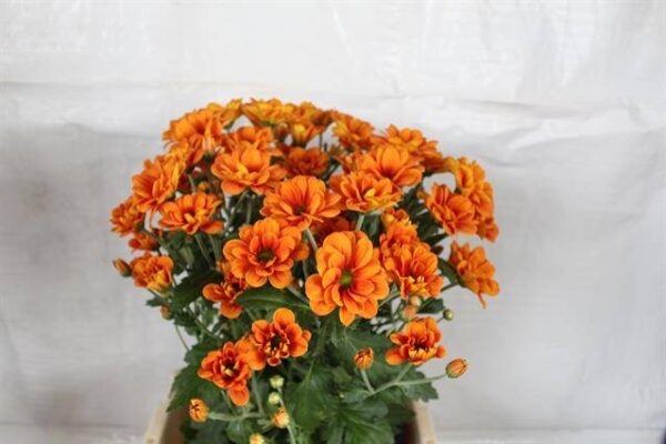8713782574103SF9464643.jpg