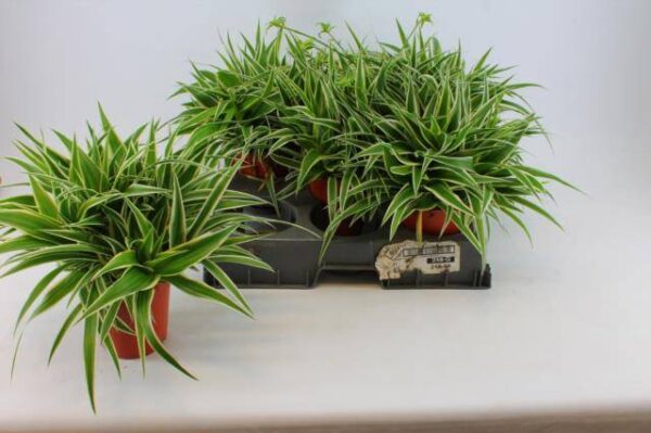 8713782578217CUAD5MWUKLOBU.jpg