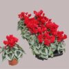 8713782585123SF9812760.jpg