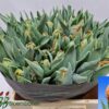 8713782638225SF9548773.jpg