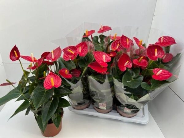 8713783249260SF9871197.jpg
