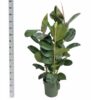 8714231149958FICUSMAKAN150.jpg