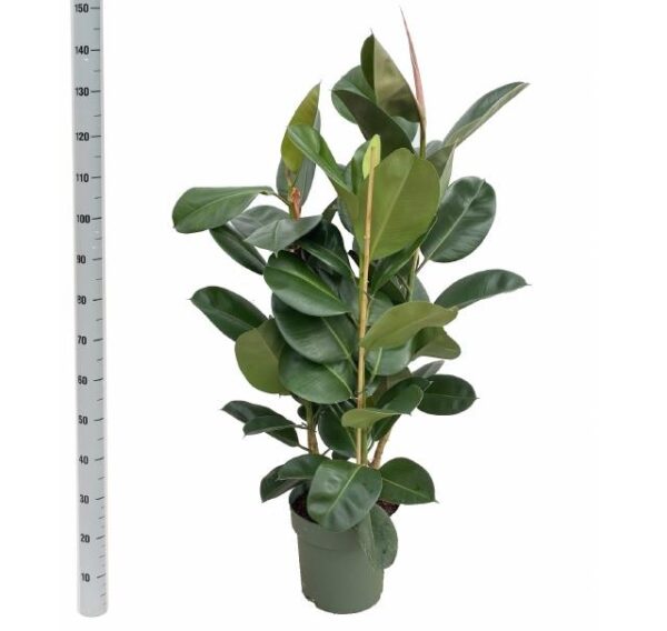 8714231149958FICUSMAKAN150.jpg
