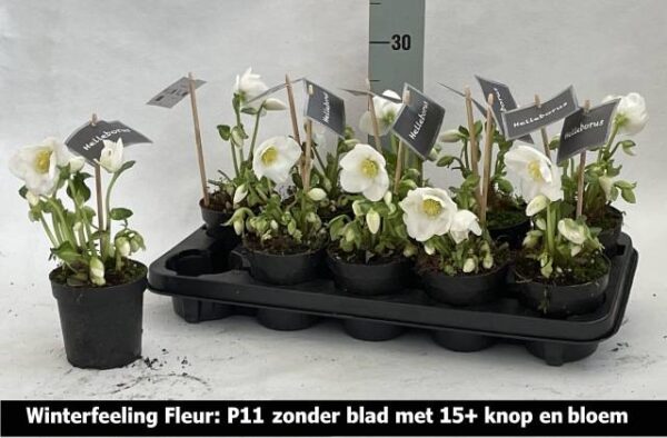 8714231217688P11KAAL15KNOP.jpg