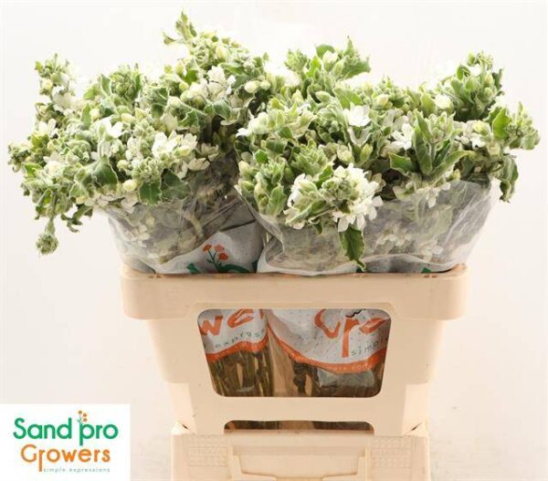 8718288023971SF9627312.jpg