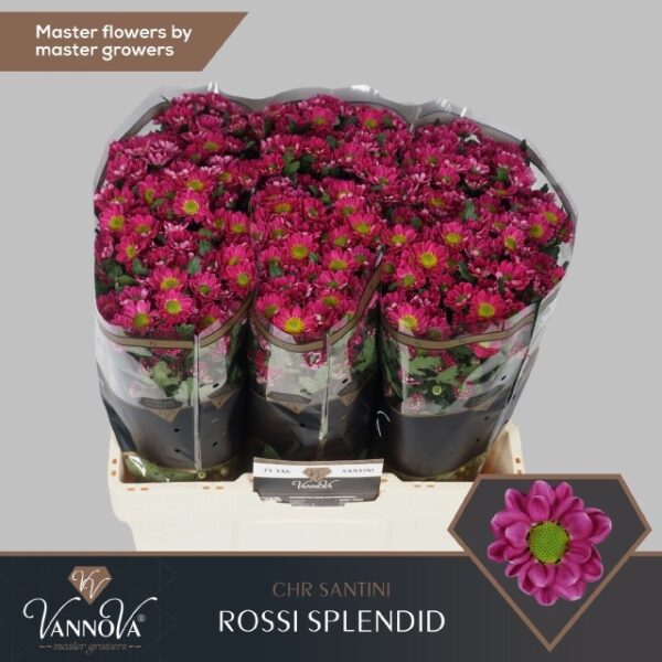 8719604946356ROSSISPL.jpg