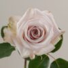 Aly-Roses.jpg