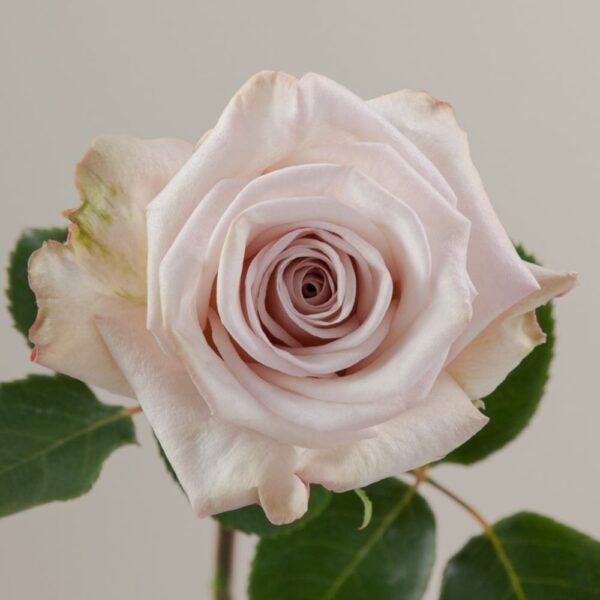 Aly-Roses.jpg